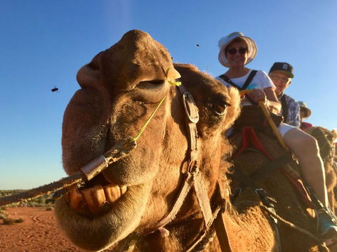 Uluru Small-Group Tour By Camel At Sunrise Or Sunset - Accommodation Directory 7
