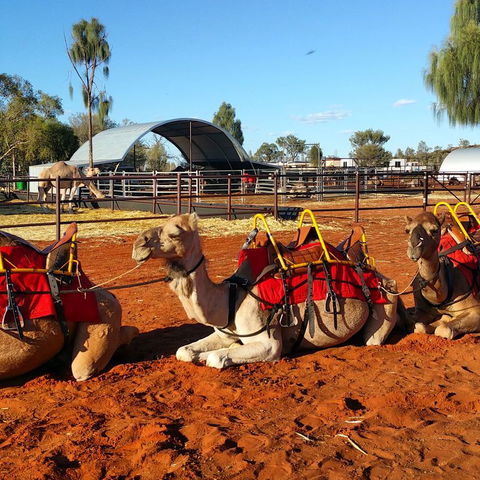 Uluru Small-Group Tour By Camel At Sunrise Or Sunset - Accommodation Directory 15