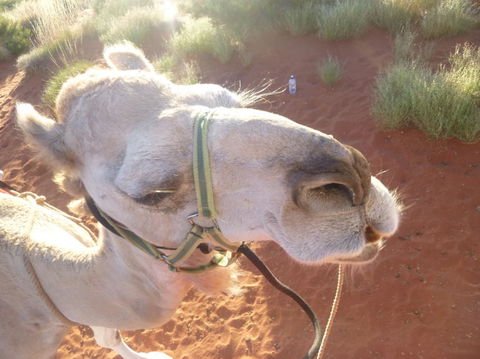 Uluru Small-Group Tour By Camel At Sunrise Or Sunset - Accommodation Directory 10