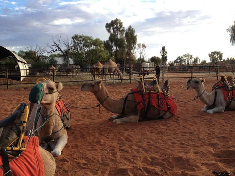 Uluru Small-Group Tour By Camel At Sunrise Or Sunset - Accommodation Directory 24