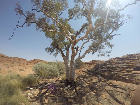 Kings Canyon Day Trip From Ayers Rock - Accommodation Directory 3