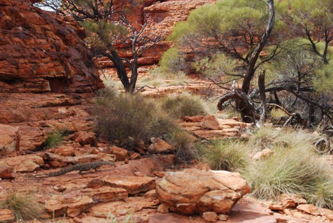 Kings Canyon Day Trip From Ayers Rock - Accommodation Directory 24