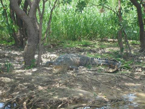 Kakadu, Nourlangie And Yellow Waters Tour From Darwin - Accommodation Directory 21