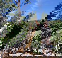 Private Shoalhaven Zoo Experience from Sydney - Accommodation Directory