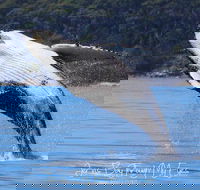 Whale Watching Jervis Bay - Accommodation Directory