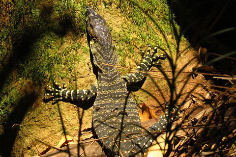 Minyon Falls Rainforest Walk - Accommodation Directory 4