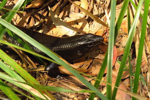 Minyon Falls Rainforest Walk - Accommodation Directory 3
