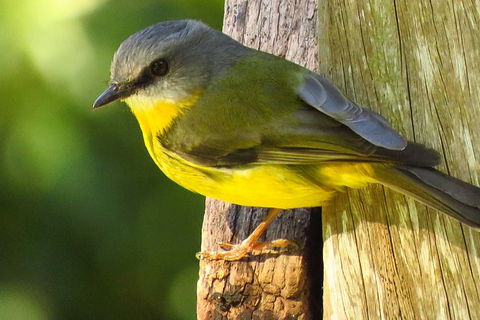Minyon Falls Rainforest Walk - Accommodation Directory 6