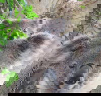 Byron Bay Wildlife Safari - Accommodation Directory