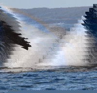 Jervis Bay Whale Watching Tour - Accommodation Directory