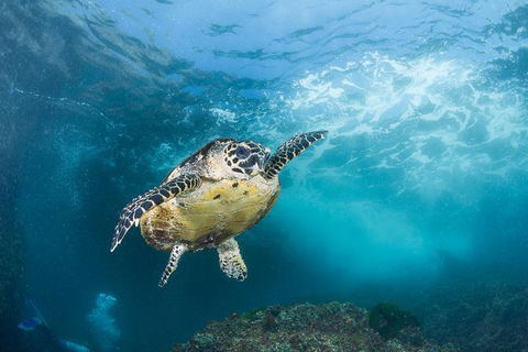 5-Hour Byron Bay Introductory Scuba Diving Tour - Accommodation Directory 7