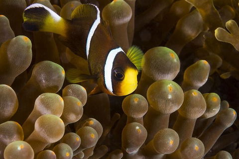 5-Hour Byron Bay Introductory Scuba Diving Tour - Accommodation Directory 3