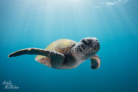 5-Hour Byron Bay Introductory Scuba Diving Tour - Accommodation Directory 9