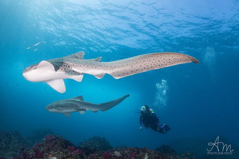 5-Hour Byron Bay Introductory Scuba Diving Tour - Accommodation Directory 6