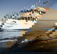 Jervis Bay Dolphin Watch Cruise - Accommodation Directory
