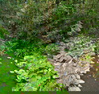 Brindle Creek Walking Track - Accommodation Directory