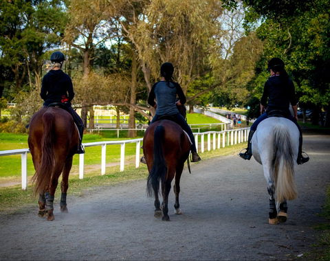 Centennial Stables - Accommodation Directory 0