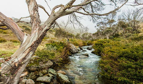Dead Horse Gap Walking Track - Accommodation Directory 0