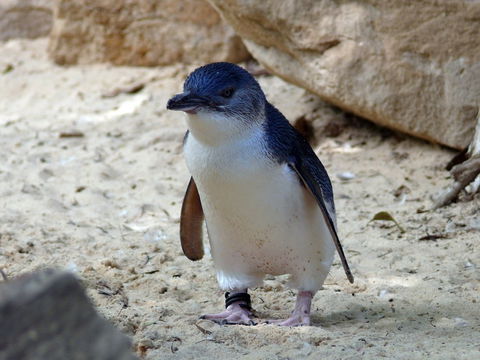Granite Island Nature Park - Guided Penguin Tours - Accommodation Directory 0
