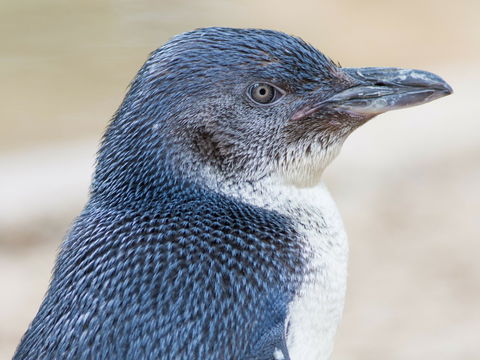 Granite Island Nature Park - Guided Penguin Tours - Accommodation Directory 1
