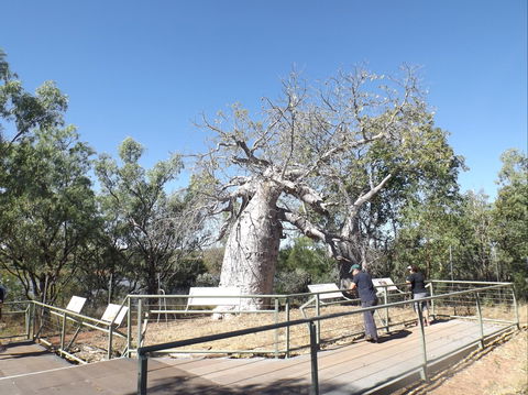 Gregory's Tree, Timber Creek - Accommodation Directory 0