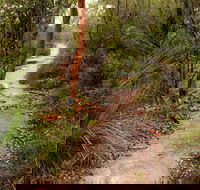 Great North walk - Brisbane Water National Park - Accommodation Directory