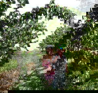Harben Vale Pick Your Own Cherries - Accommodation Directory