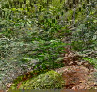 Red Cedar Loop - Accommodation Directory