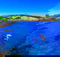 Snorkelling Montague Island - Accommodation Directory