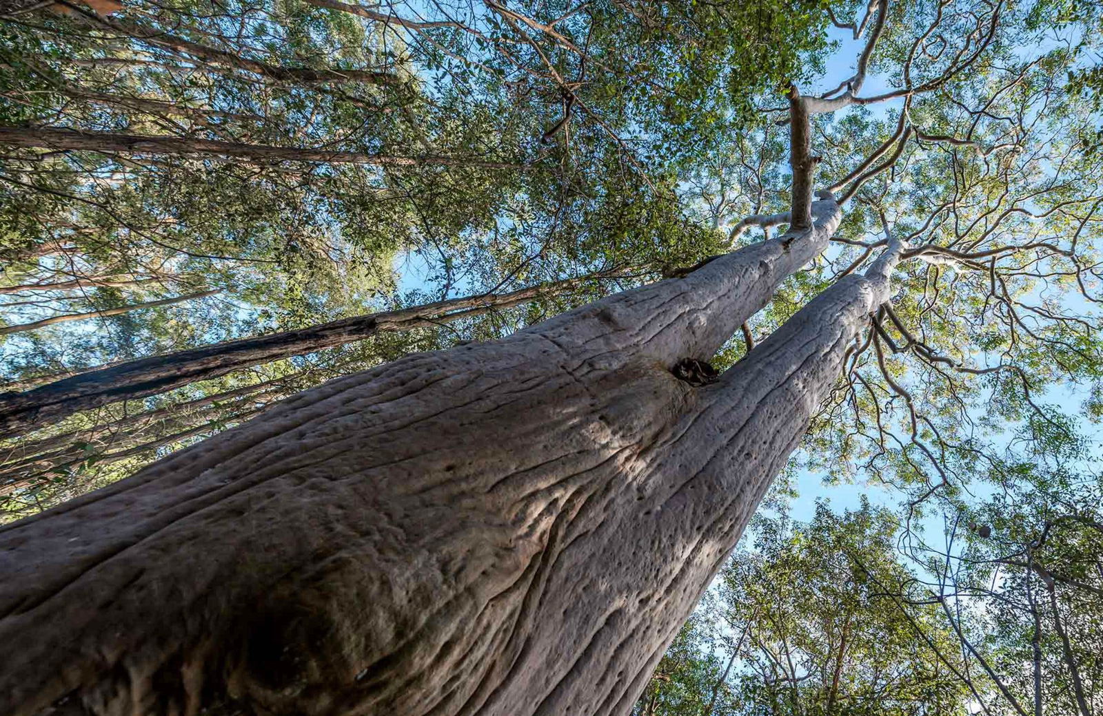 East Ryde NSW Accommodation Directory