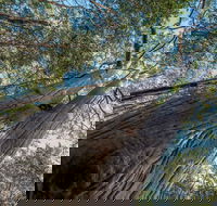 Wallumatta Nature Reserve - Accommodation Directory