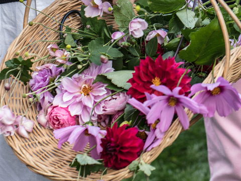 White Cottage - Accommodation Directory 2