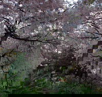 Wildwood Garden - Accommodation Directory
