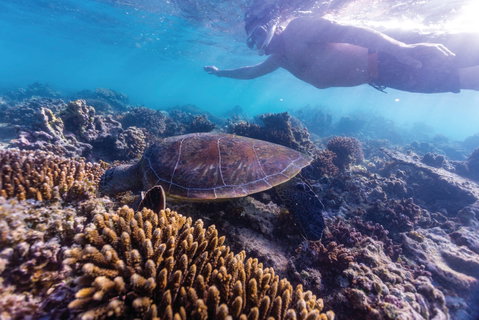 Complete Ningaloo Reef Experience - Accommodation Directory 0