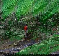 Goldsborough Valley Wooroonooran National Park - Accommodation Directory