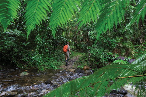 Goldsborough Valley, Wooroonooran National Park - Accommodation Directory 0