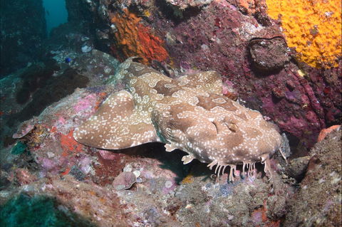 Hanging Rock Dive Site - Accommodation Directory 1