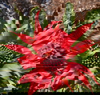 Inverawe Native Gardens - Accommodation Directory