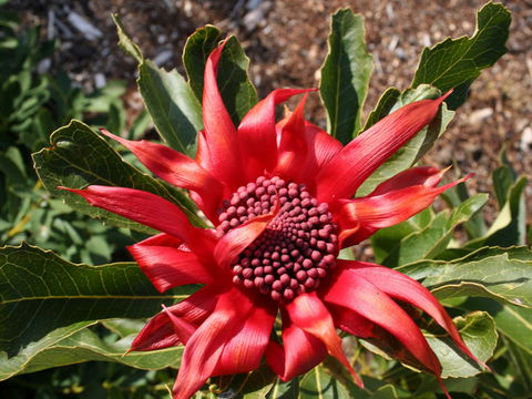 Inverawe Native Gardens - Accommodation Directory 0