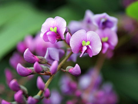 Inverawe Native Gardens - Accommodation Directory 2