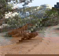 Karlkurla Bushland Park - Accommodation Directory