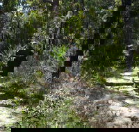 Karloo Walking Track - Accommodation Directory