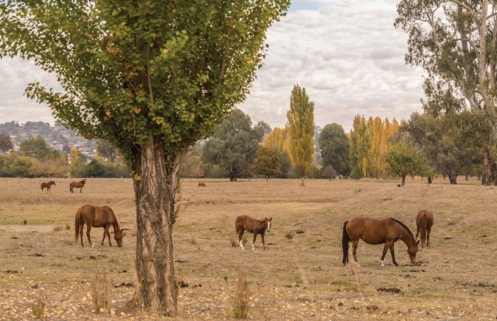 Lemington NSW Accommodation Directory