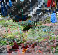 Portsea Market - Accommodation Directory