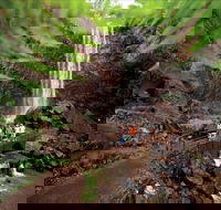 Queen Mary Falls circuit Main Range National Park - Accommodation Directory