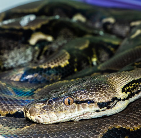 Serpentarium Wildlife Park Tasmania - Accommodation Directory 1