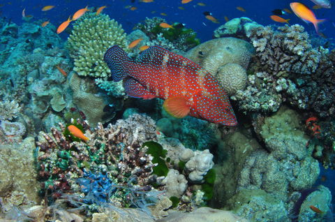 Steve's Bommie Dive Site - Accommodation Directory 0