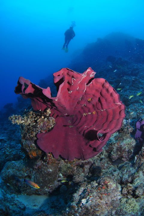 Steve's Bommie Dive Site - Accommodation Directory 1