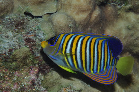 Steve's Bommie Dive Site - Accommodation Directory 2