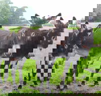 The Good Samaritan Donkey Sanctuary - Accommodation Directory